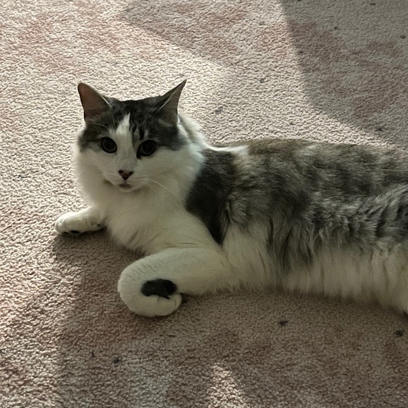 Meet your Posher, Eve - Picture 1 of 1